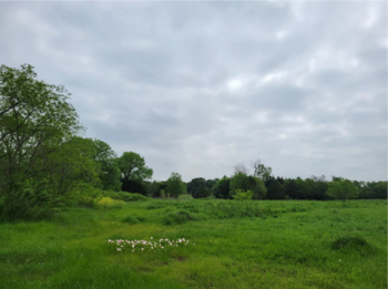 open land with trees