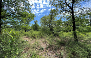 open land with trees